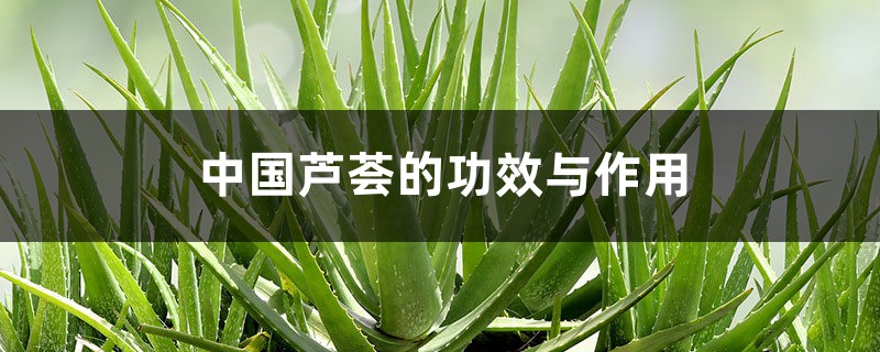 中国芦荟的功效与作用 中国芦荟的功效与作用