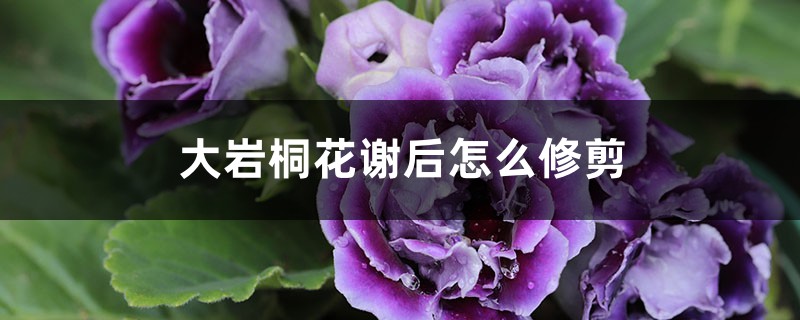 大岩桐花谢后怎么修剪 大岩桐花谢后怎么修剪