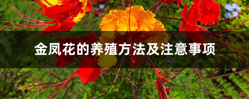 金凤花的养殖方法及注意事项 金凤花的养殖方法及注意事项