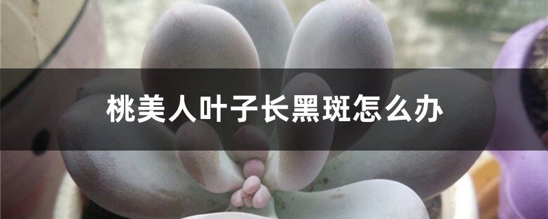 桃美人叶子长黑斑怎么办 桃美人叶子长黑斑怎么办