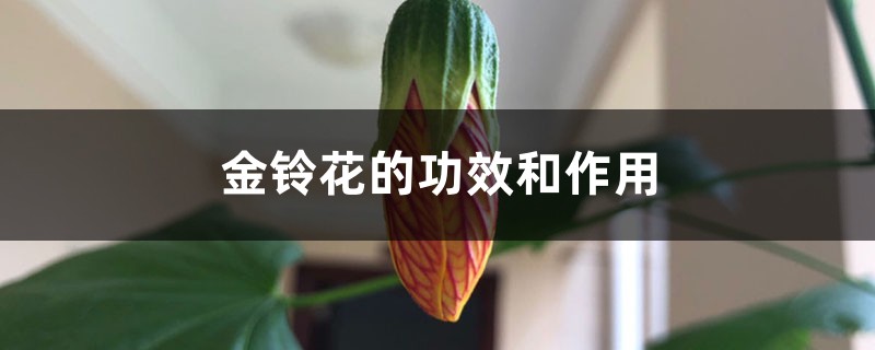 金铃花的功效和作用 金铃花的功效和作用