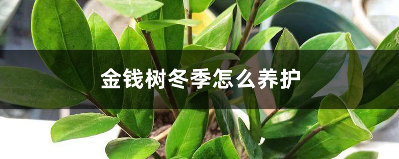 金钱树冬季怎么养护 金钱树冬季怎么养护
