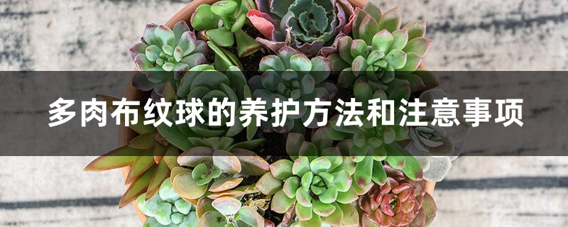 多肉布纹球的养护方法和注意事项 多肉布纹球的养护方法和注意事项