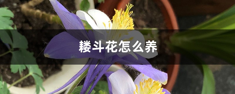 耧斗花怎么养 耧斗花怎么养