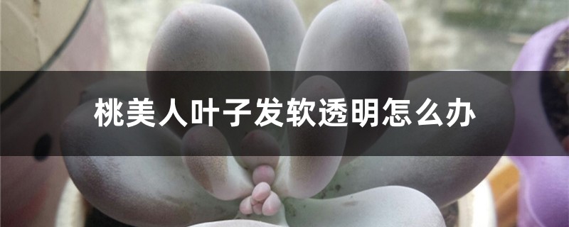 桃美人叶子发软透明怎么办 桃美人叶子发软透明怎么办