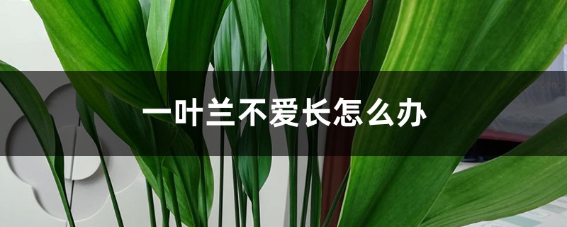 一叶兰不爱长怎么办 一叶兰不爱长怎么办