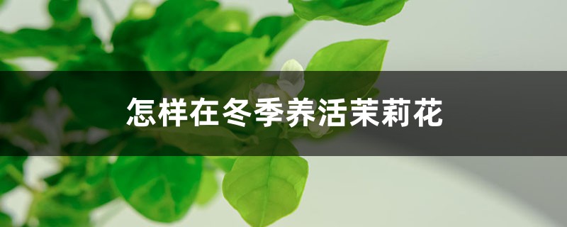 怎样在冬季养活茉莉花 怎样在冬季养活茉莉花