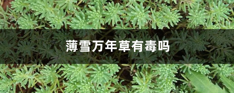 薄雪万年草有毒吗 薄雪万年草有毒吗