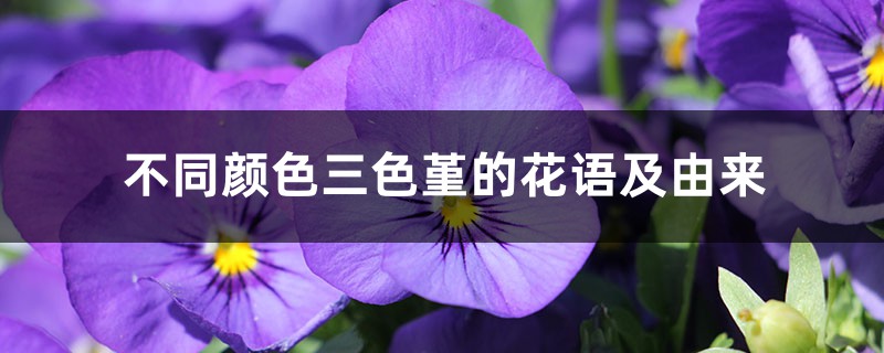 不同颜色三色堇的花语及由来 不同颜色三色堇的花语及由来