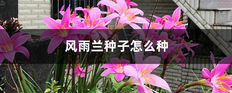 风雨兰种子怎么种 风雨兰种子怎么种