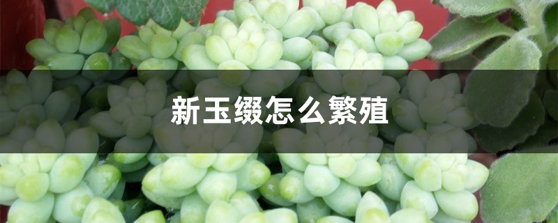 新玉缀怎么繁殖 新玉缀怎么繁殖