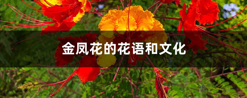 金凤花的花语和文化 金凤花的花语和文化