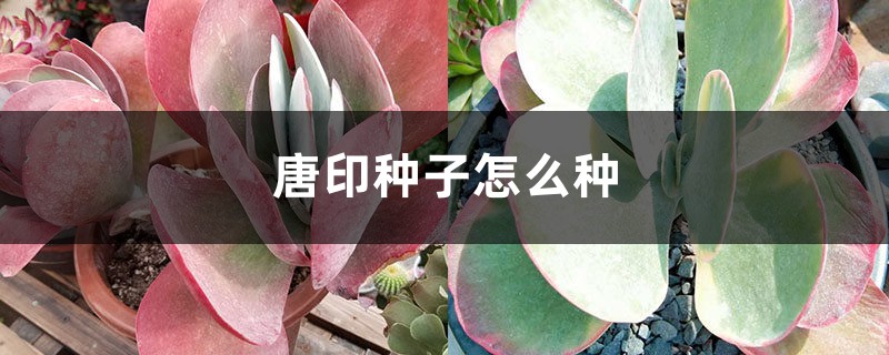 唐印种子怎么种 唐印种子怎么种