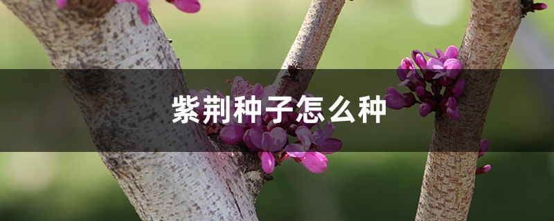 紫荆种子怎么种 紫荆种子怎么种