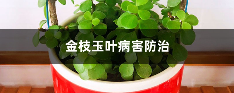 金枝玉叶病害防治 金枝玉叶病害防治