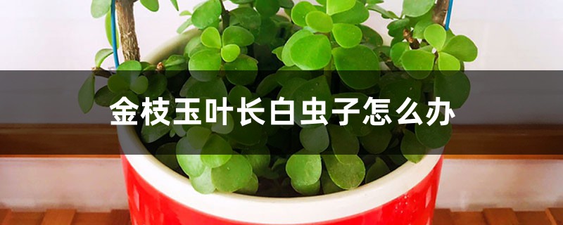 金枝玉叶长白虫子怎么办 金枝玉叶长白虫子怎么办