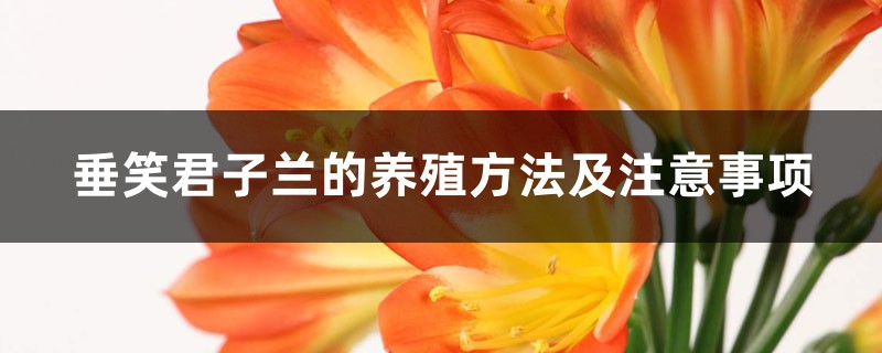 垂笑君子兰的养殖方法及注意事项 垂笑君子兰的养殖方法及注意事项