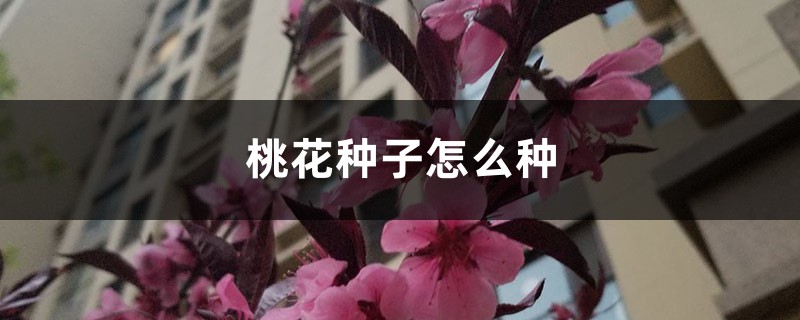 桃花种子怎么种 桃花种子怎么种