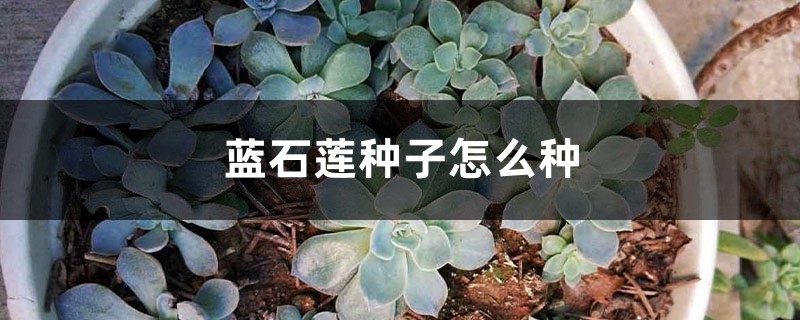 蓝石莲种子怎么种 蓝石莲种子怎么种