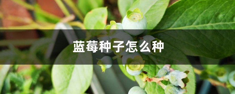 蓝莓种子怎么种 蓝莓种子怎么种