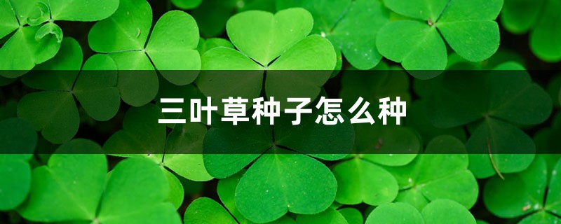 三叶草种子怎么种 三叶草种子怎么种