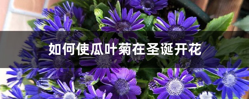 如何使瓜叶菊在圣诞开花 如何使瓜叶菊在圣诞开花