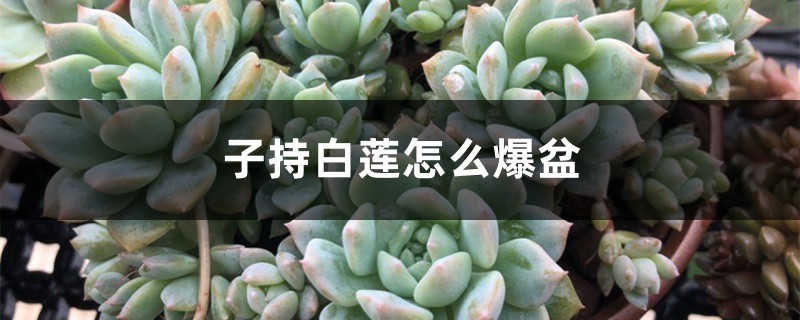 子持白莲怎么爆盆 子持白莲怎么爆盆