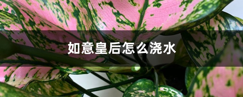 如意皇后怎么浇水 如意皇后怎么浇水