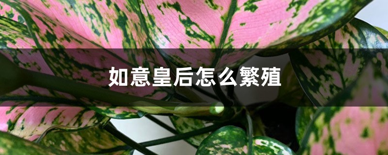 如意皇后怎么繁殖 如意皇后怎么繁殖