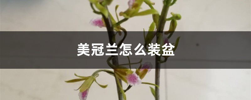美冠兰怎么装盆 美冠兰怎么装盆