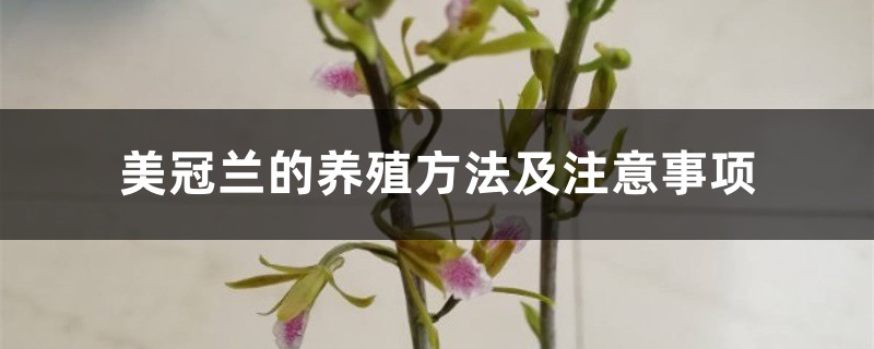 美冠兰的养殖方法及注意事项 美冠兰的养殖方法及注意事项