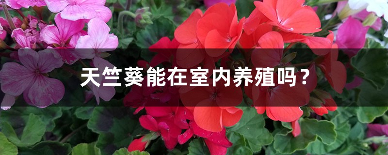 天竺葵能在室内养殖吗? 天竺葵能在室内养殖吗?