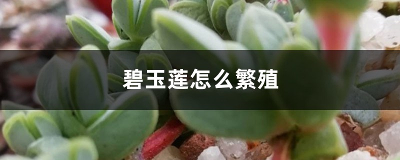 碧玉莲怎么繁殖 碧玉莲怎么繁殖
