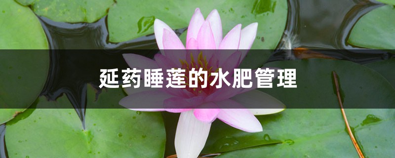 延药睡莲的水肥管理 延药睡莲的水肥管理
