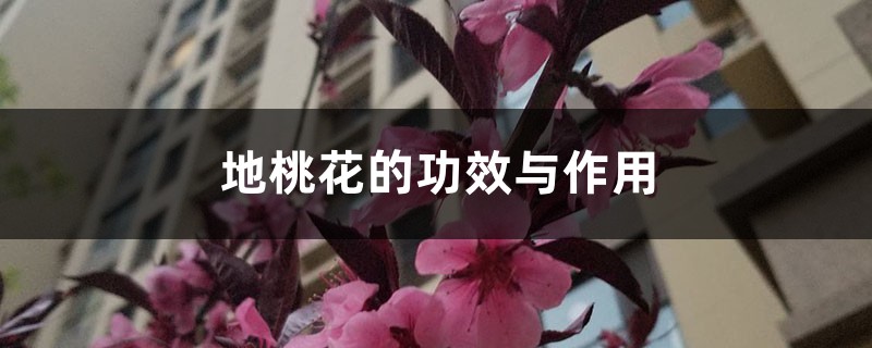 地桃花的功效与作用 地桃花的功效与作用