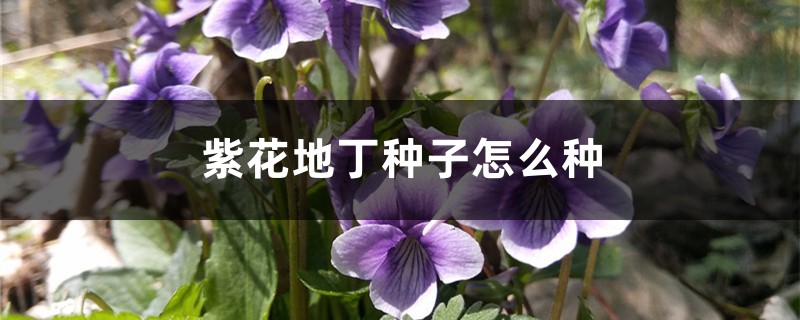紫花地丁种子怎么种 紫花地丁种子怎么种