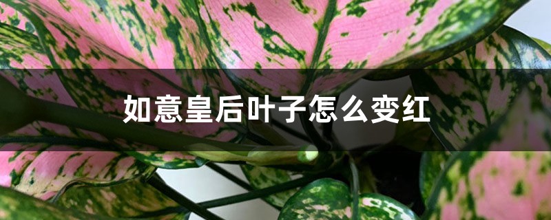 如意皇后叶子怎么变红 如意皇后叶子怎么变红