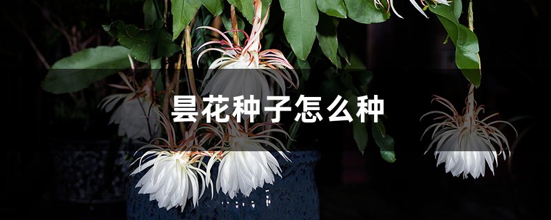 昙花种子怎么种 昙花种子怎么种