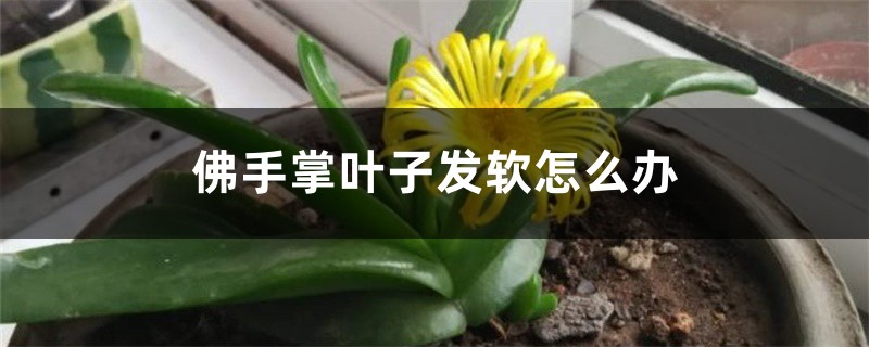 佛手掌叶子发软怎么办 佛手掌叶子发软怎么办