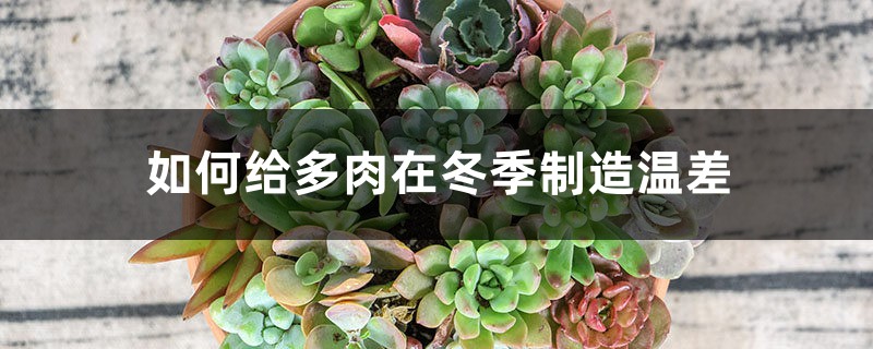 如何给多肉在冬季制造温差 如何给多肉在冬季制造温差