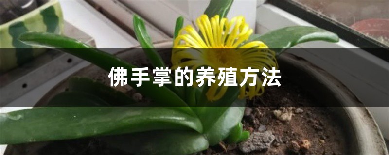 佛手掌的养殖方法 佛手掌的养殖方法