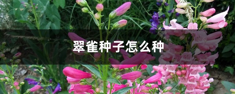 翠雀种子怎么种 翠雀种子怎么种
