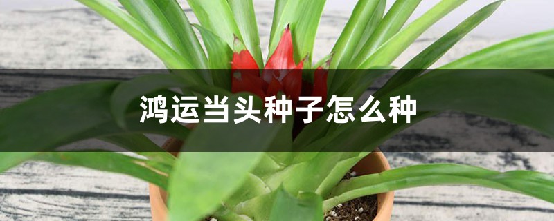 鸿运当头种子怎么种 鸿运当头种子怎么种