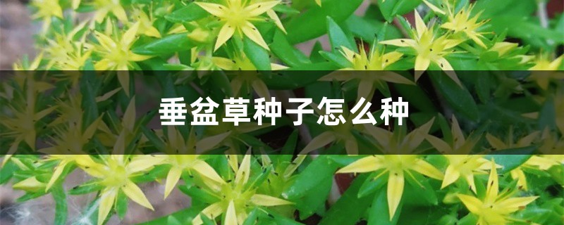 垂盆草种子怎么种 垂盆草种子怎么种