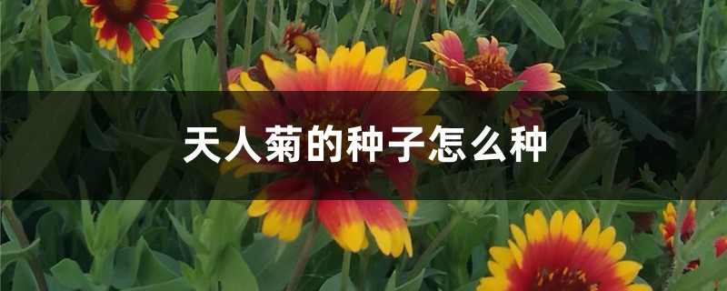 天人菊的种子怎么种 天人菊的种子怎么种