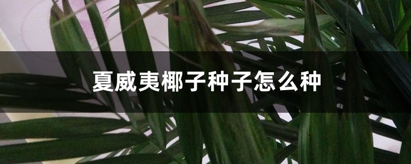 夏威夷椰子种子怎么种 夏威夷椰子种子怎么种