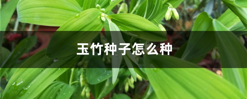 玉竹种子怎么种 玉竹种子怎么种