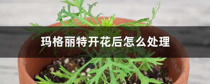 玛格丽特开花后怎么处理 玛格丽特开花后怎么处理