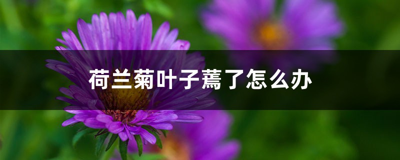 荷兰菊叶子蔫了怎么办 荷兰菊叶子蔫了怎么办