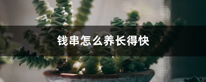 钱串怎么养长得快 钱串怎么养长得快